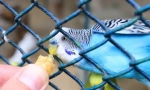 Misia je splnená: ako rýchlo hovoriť wavy parrot